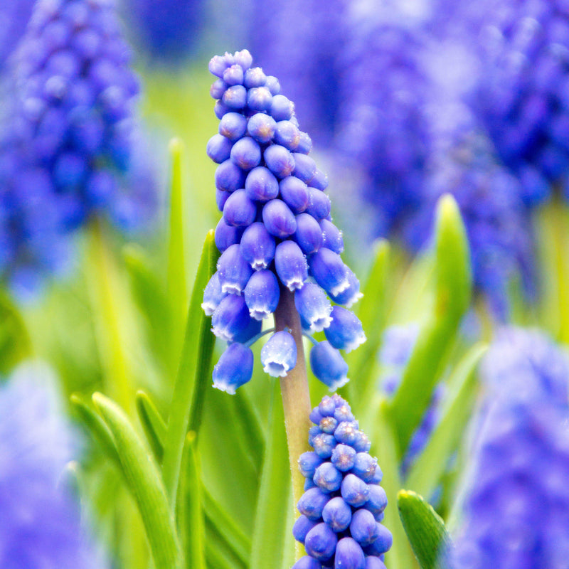 Grape Hyacinth Blue