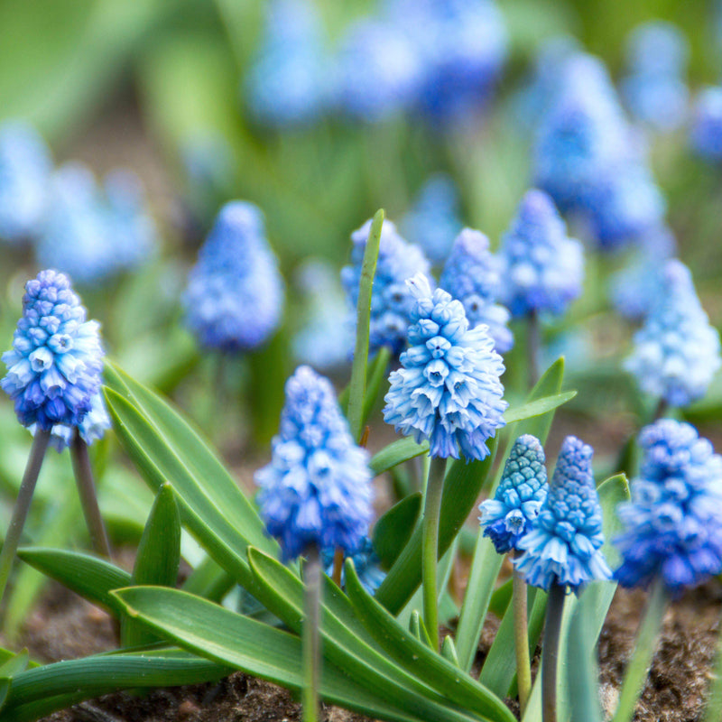 Grape Hyacinth Azureum