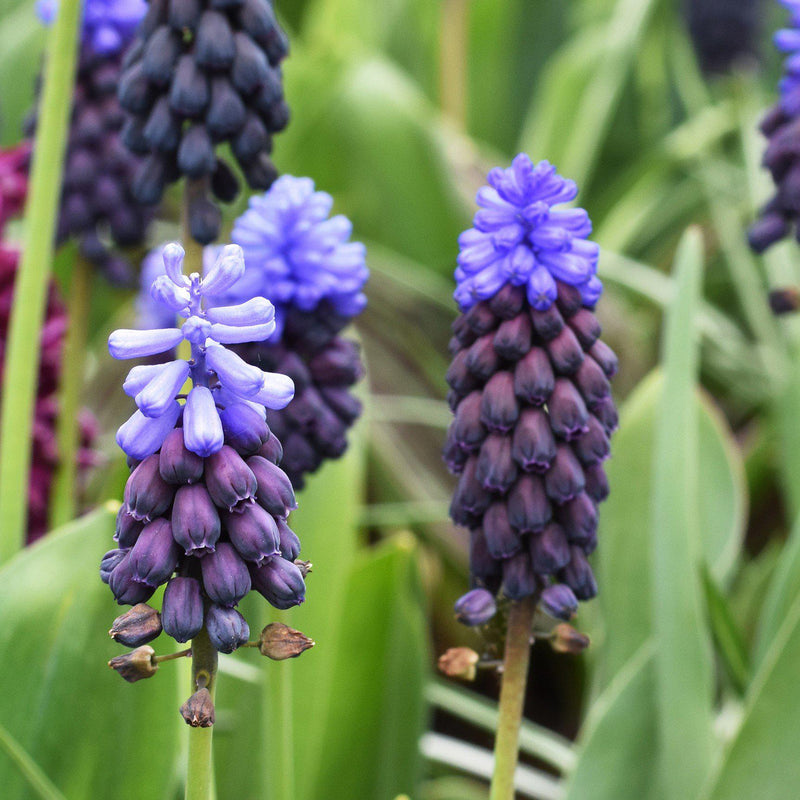 Grape Hyacinth Latifolium