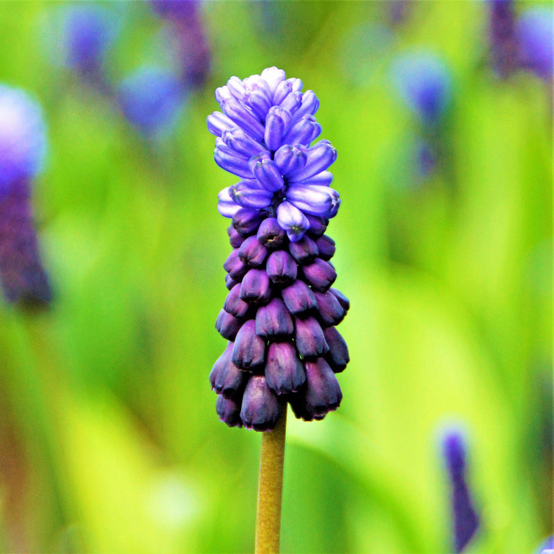 Grape Hyacinth Latifolium