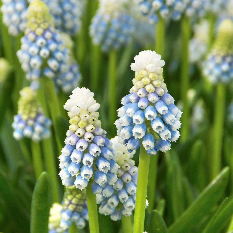 Grape Hyacinth Skylight Mix