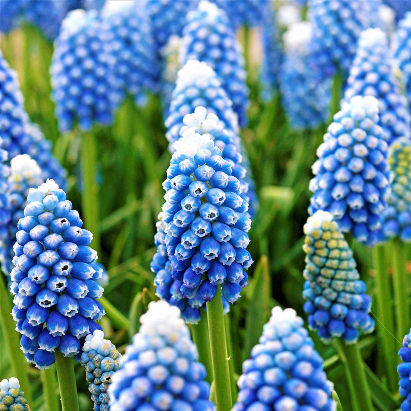 Grape Hyacinth Ocean Magic