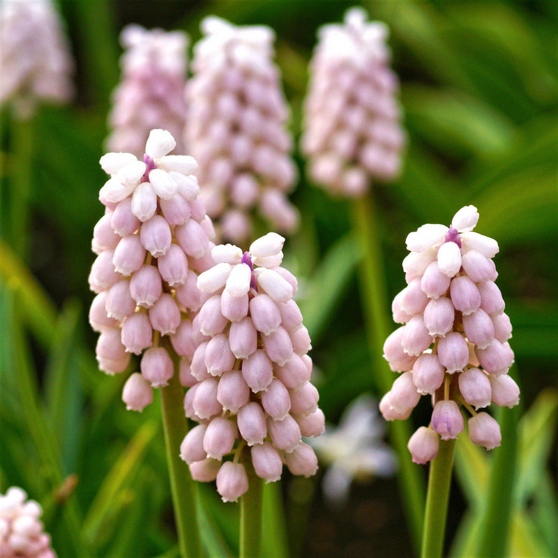 Grape Hyacinth Pink Surprise