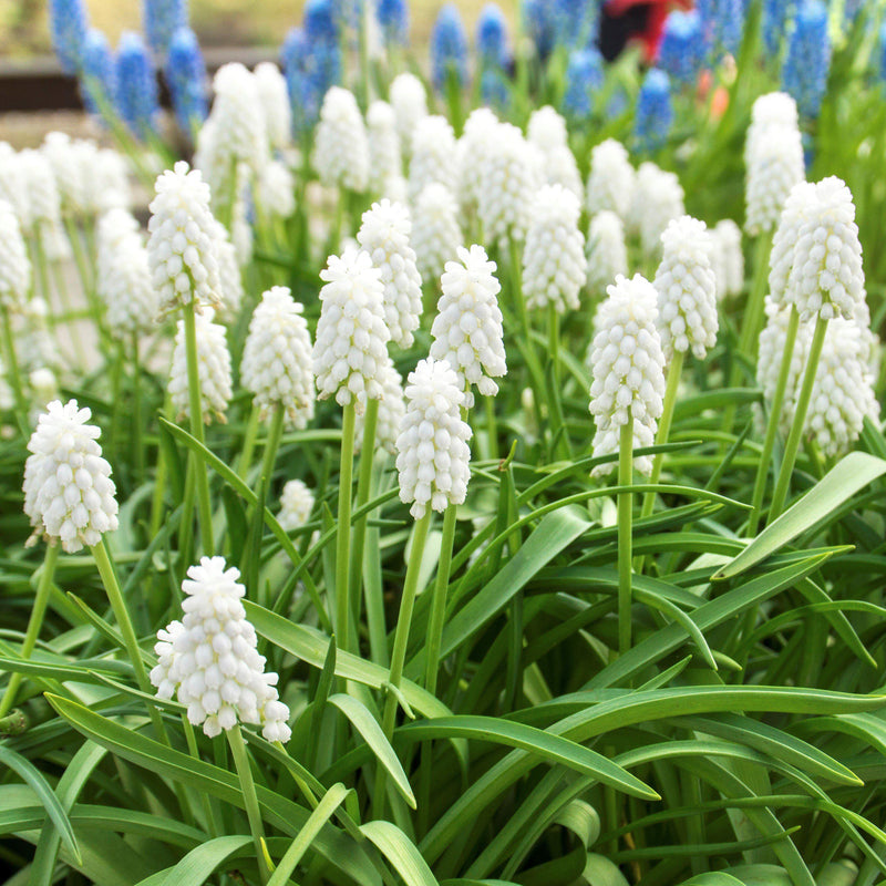 Grape Hyacinth Siberian Tiger