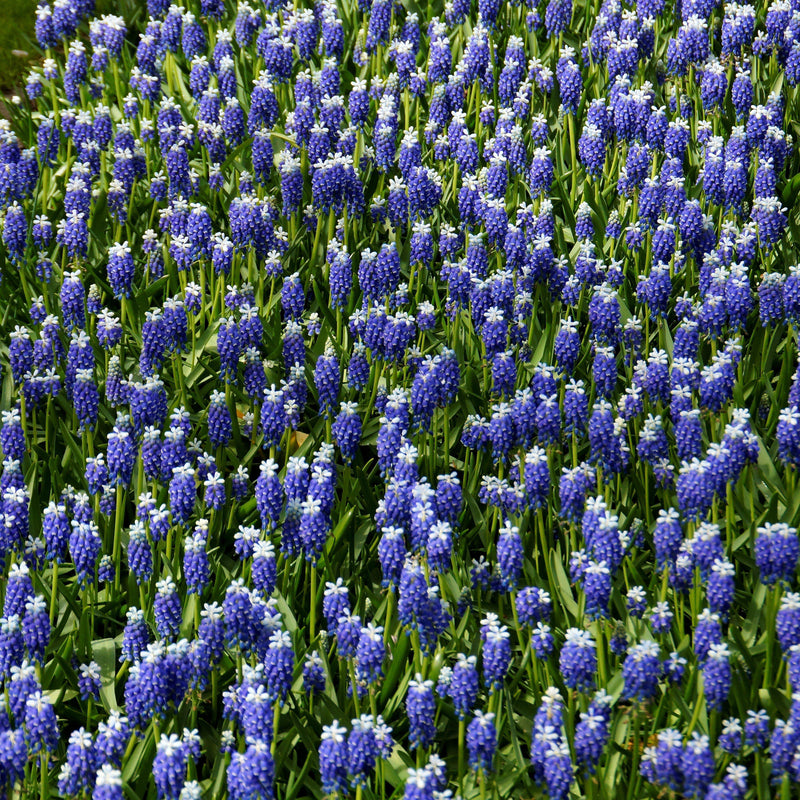 Grape Hyacinth Touch of Snow