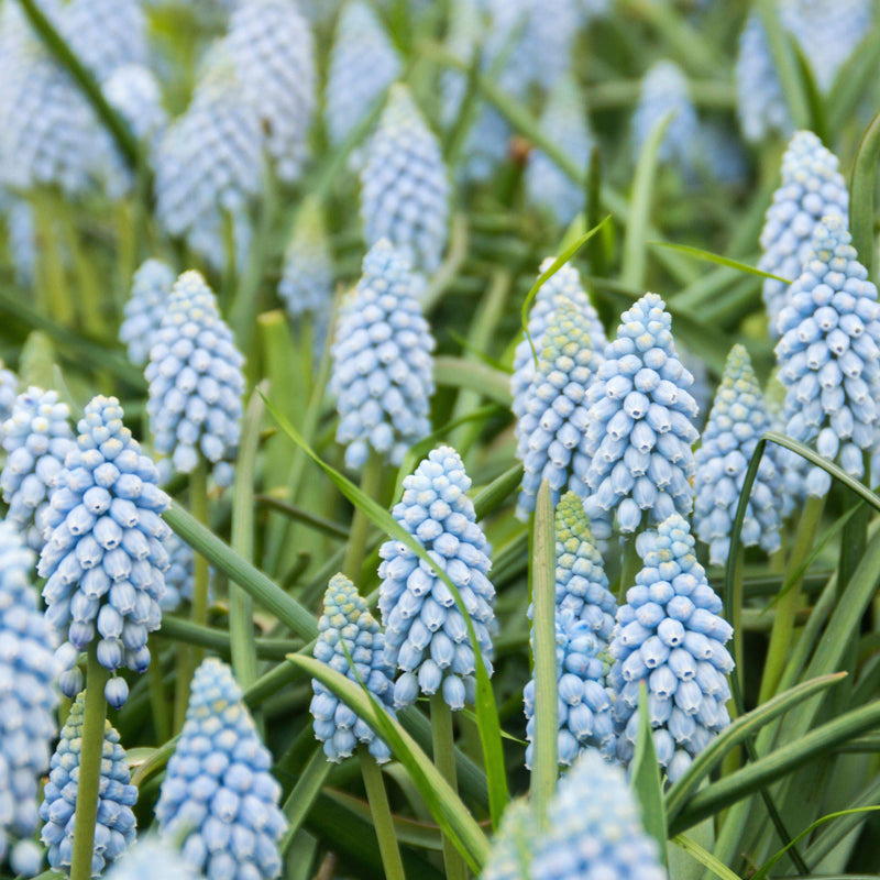 Grape Hyacinth Valerie Finnis