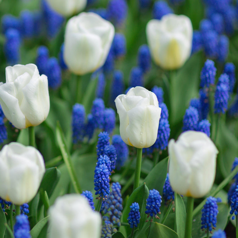 Blueberries and Cream Blend - Muscari & Tulip