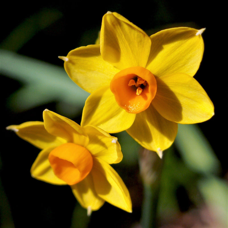 Narcissus Baby Boomer