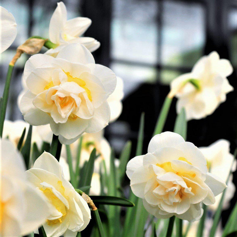 Narcissus Bridal Crown