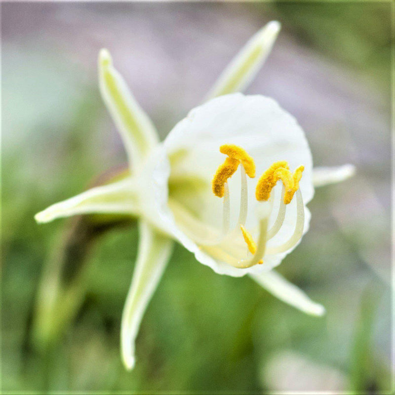 Narcissus Bulbocodium spoirot