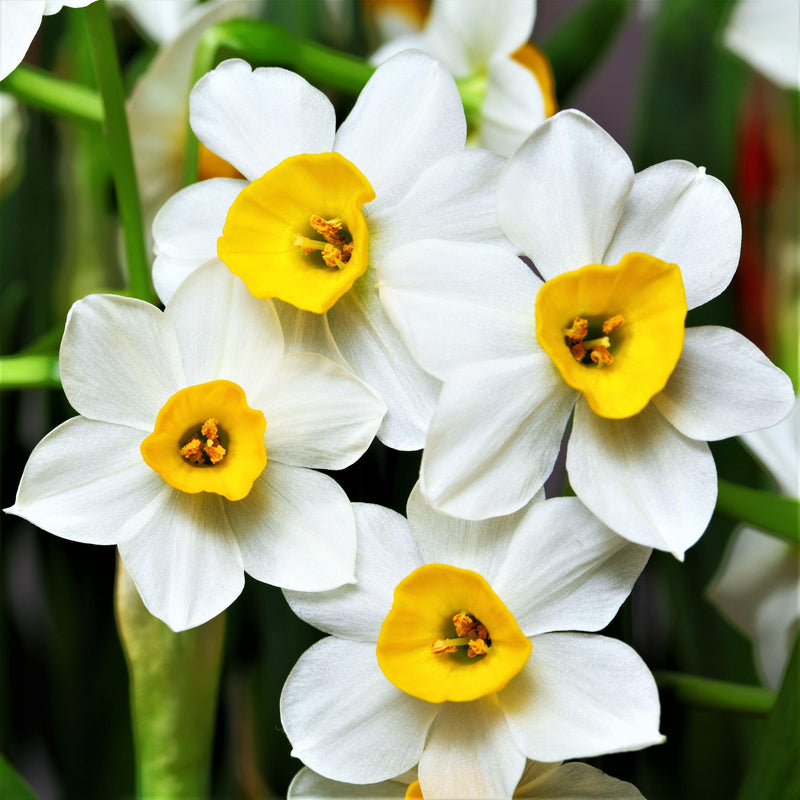 Narcissus Daffodil Sweet Petite Mix