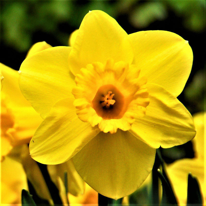 Narcissus Carlton