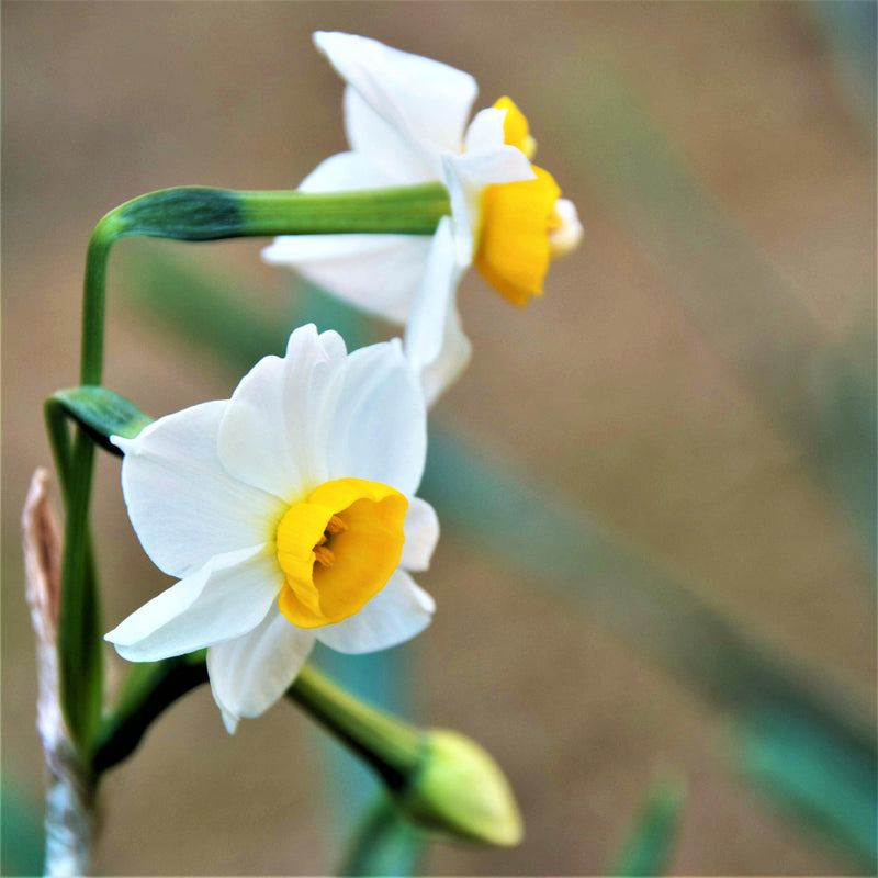 Narcissus Chinese Sacred Lily