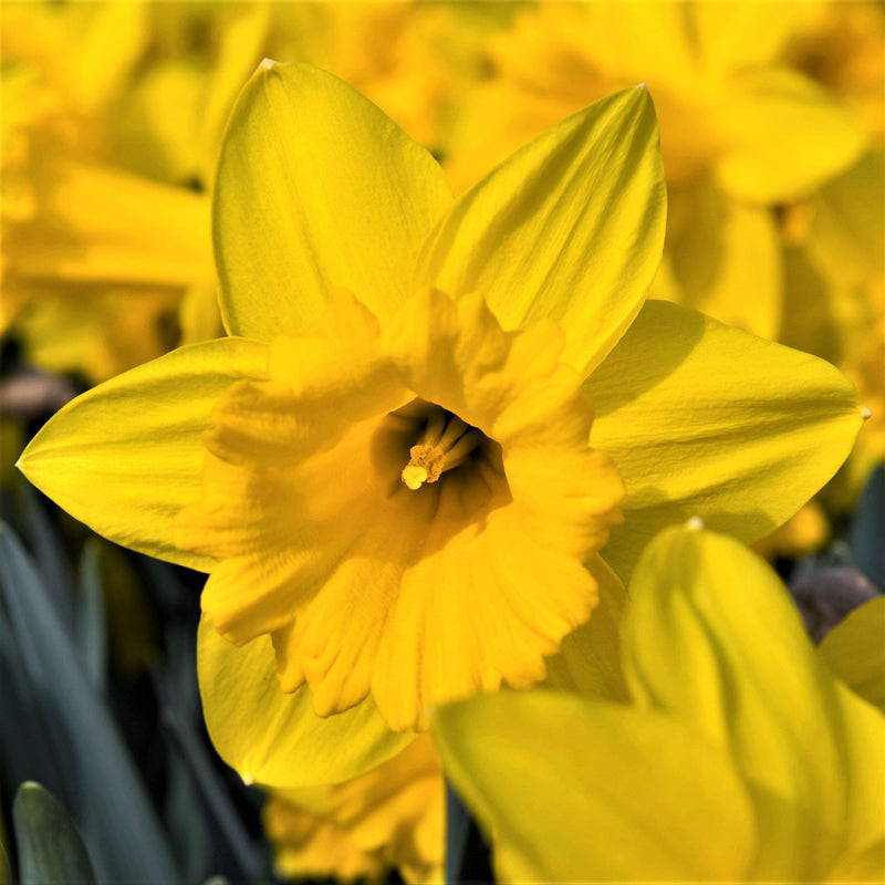 Narcissus Dutch Master