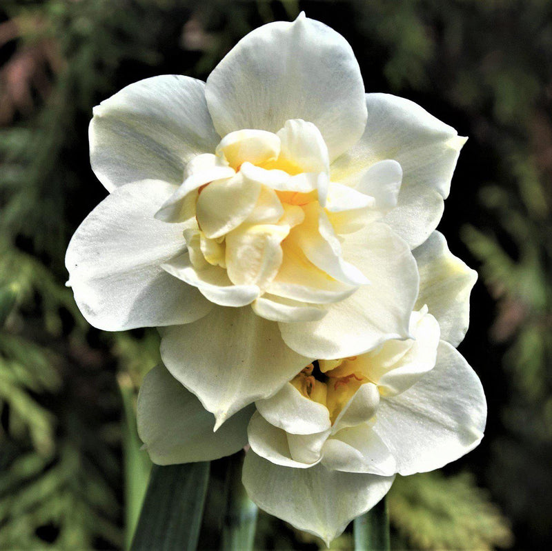 Narcissus Erlicheer