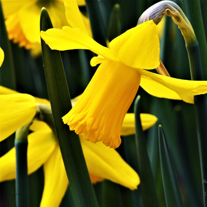 Narcissus February Gold