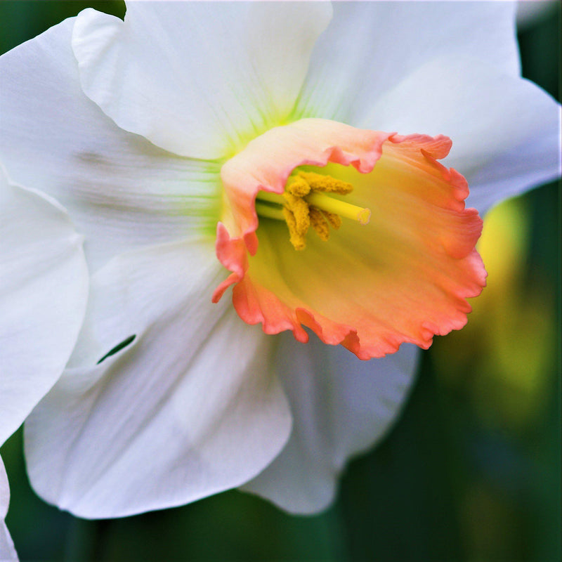 Narcissus Fragrant Rose