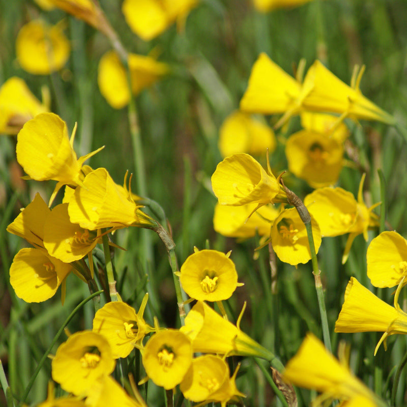 Narcissus Golden Bells