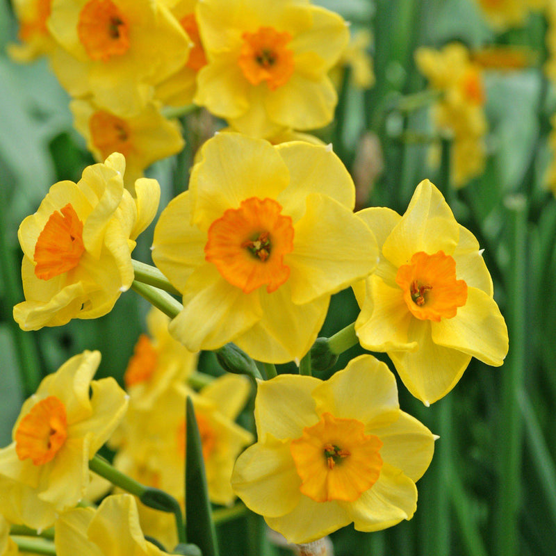 Narcissus Golden Dawn