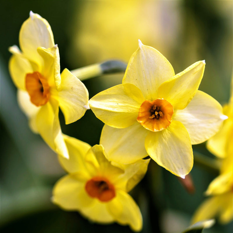 Narcissus Golden Dawn