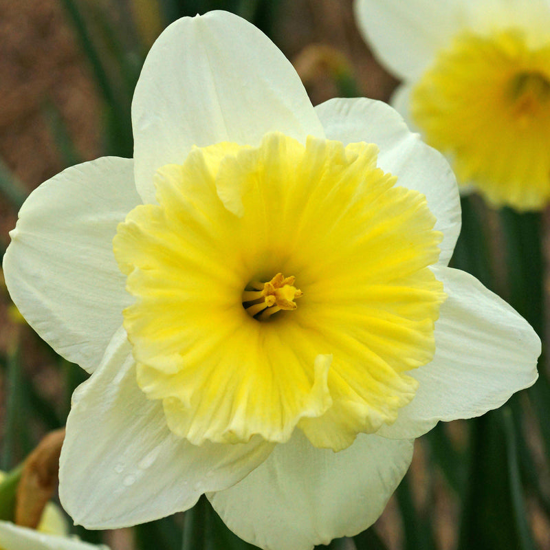 Narcissus Ice Follies