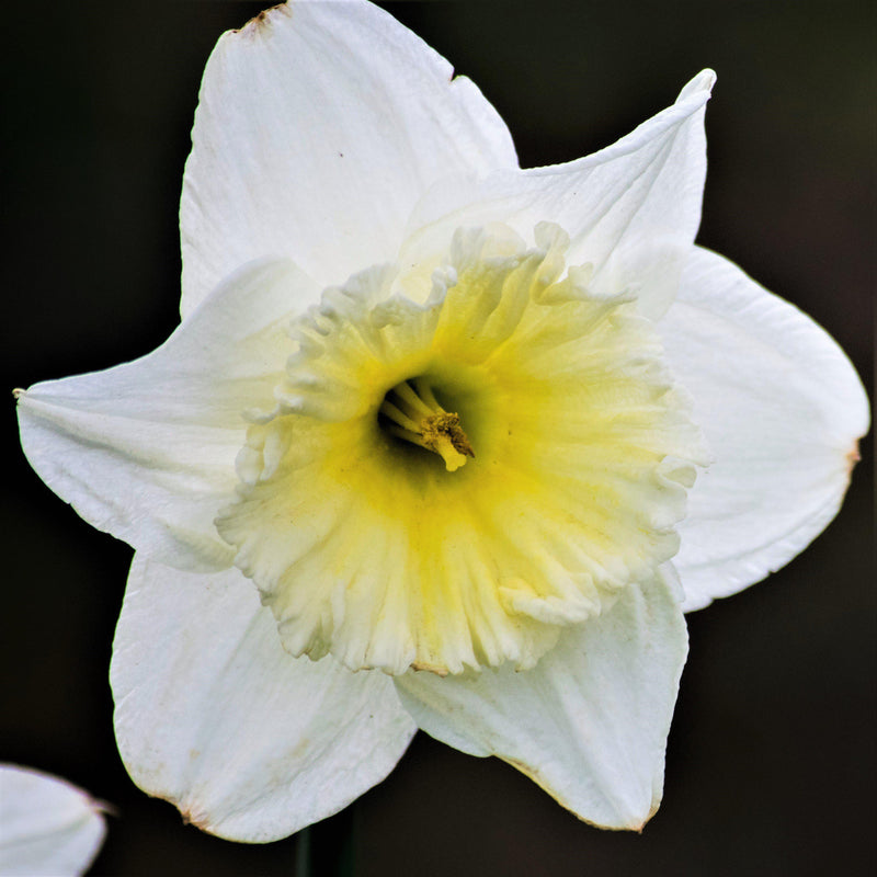 Narcissus Ice Follies