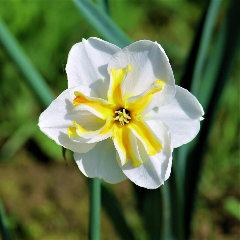 Narcissus Lemon Beauty