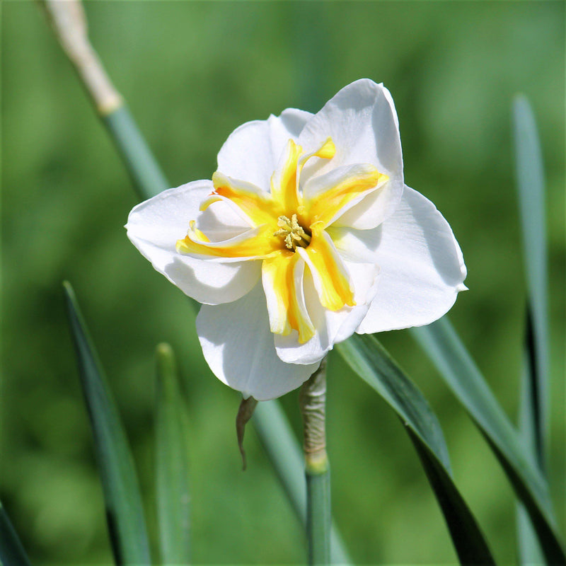 Narcissus Lemon Beauty