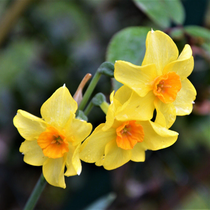 Narcissus Martinette