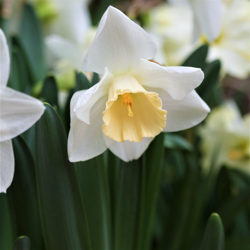 Narcissus Mount Hood