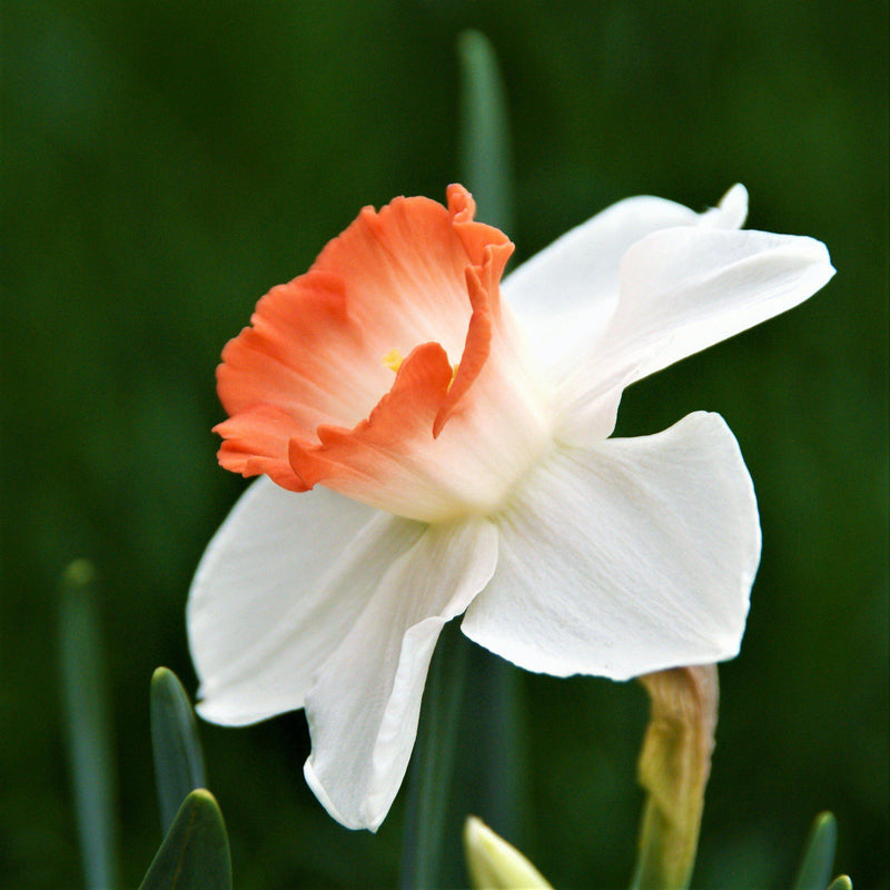 Narcissus Pink Charm