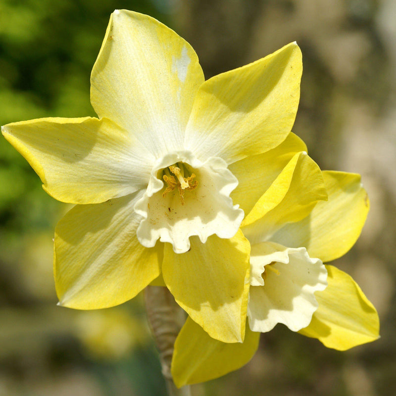 Narcissus Pipit