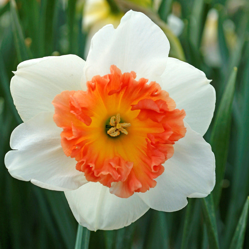 Narcissus Precocious