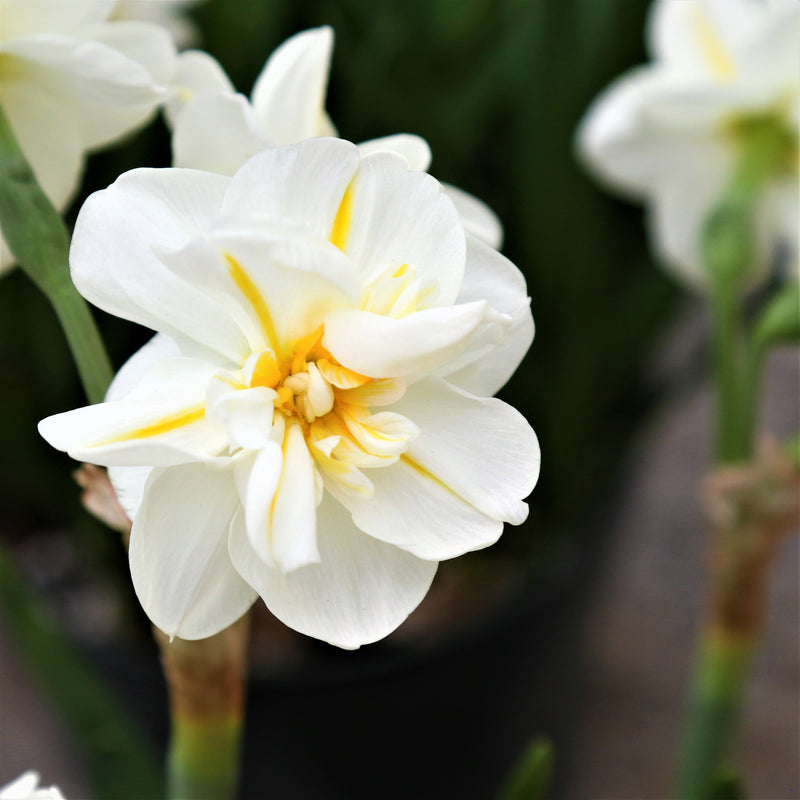 Spring Romance Blend - Tulip & Daffodil