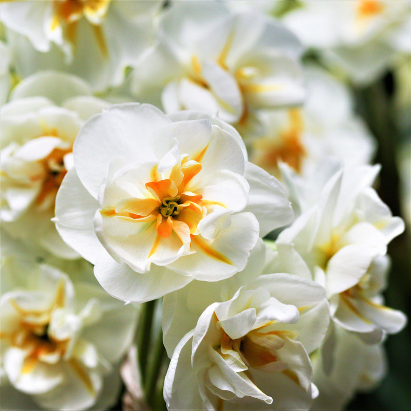 Narcissus Sir Winston Churchill