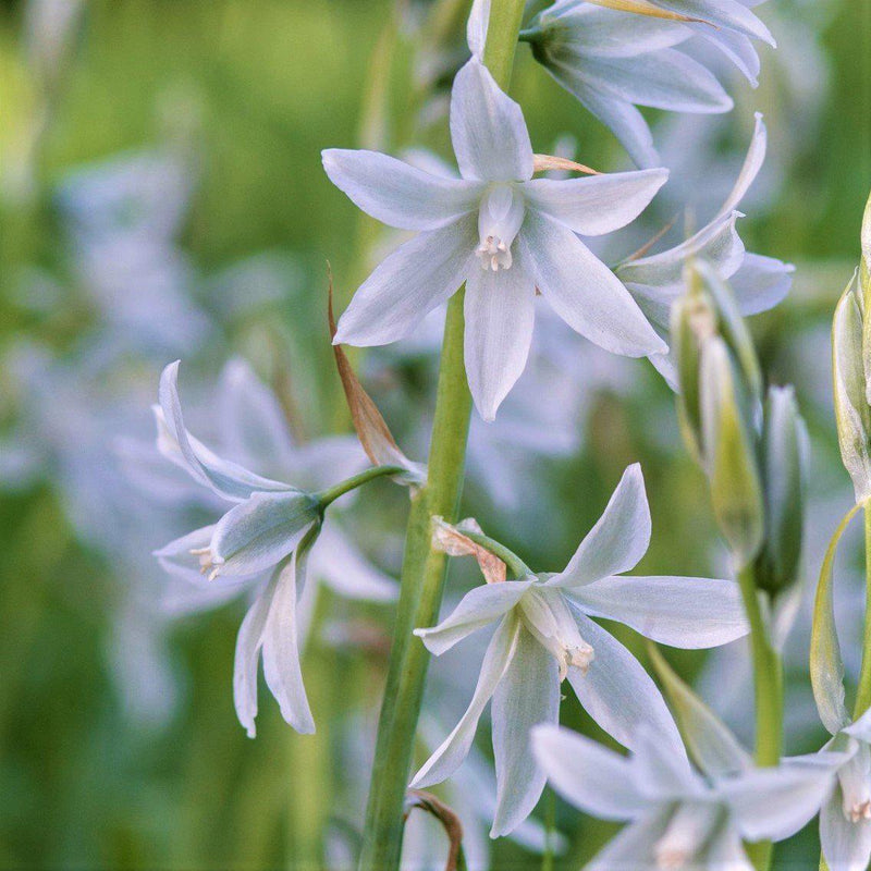 Ornithogalum Nutans