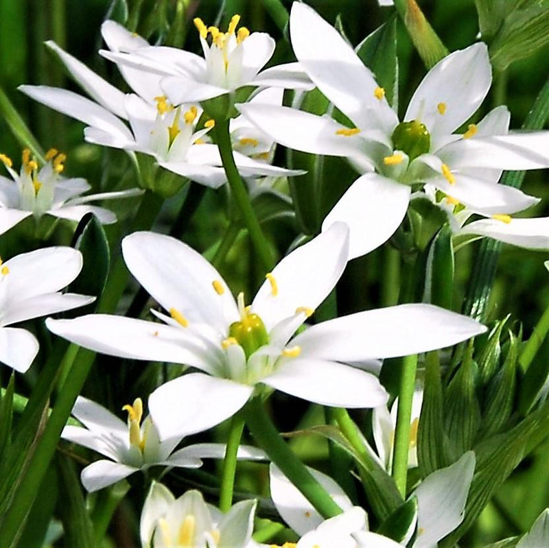 Ornithogalum Umbellatum (Star of Bethlehem)