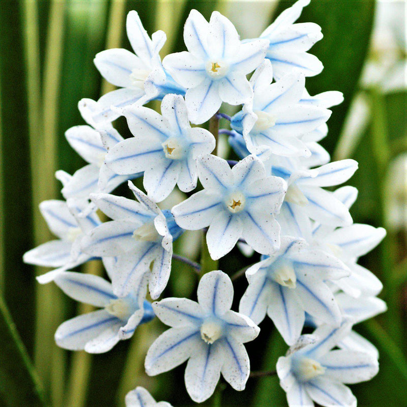 Striped Squill (Puschkinia)