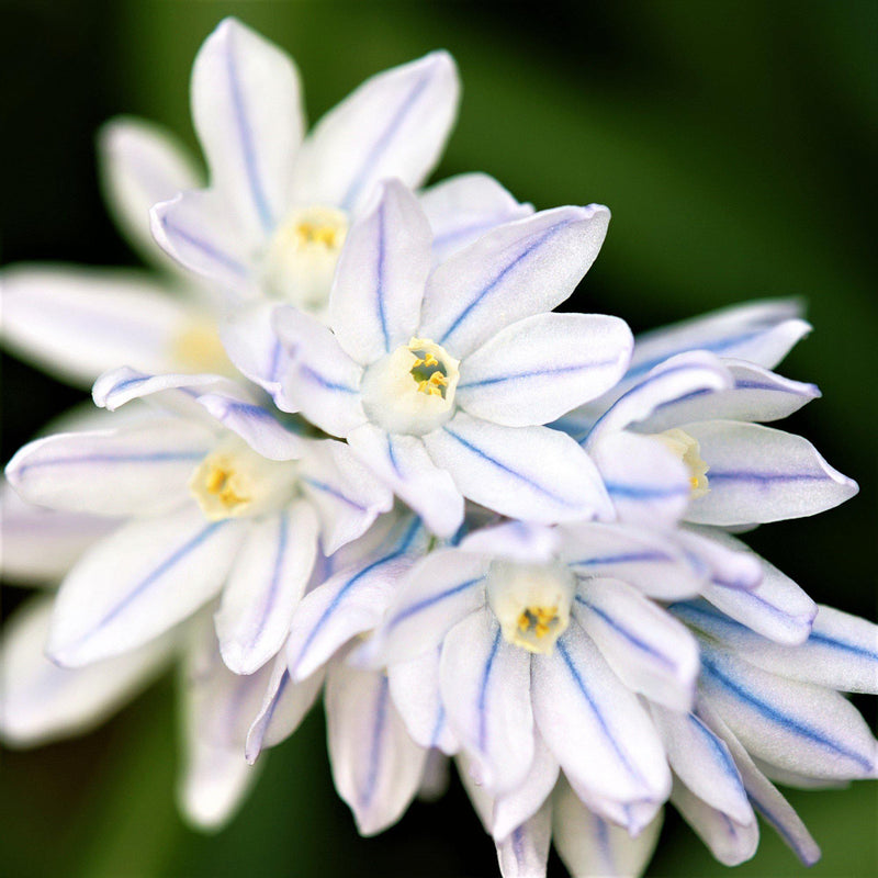 Striped Squill (Puschkinia)