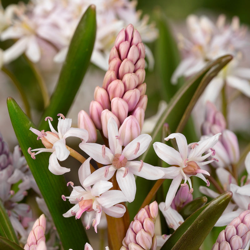 Scilla Bifolia Rosea (Rosy Squill)