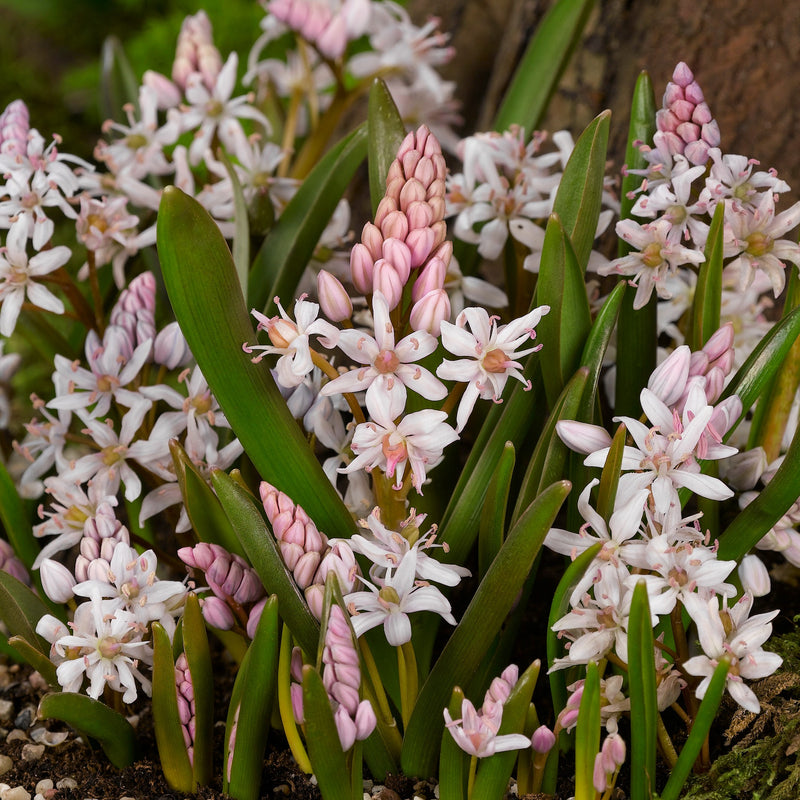 Scilla Bifolia Rosea (Rosy Squill)