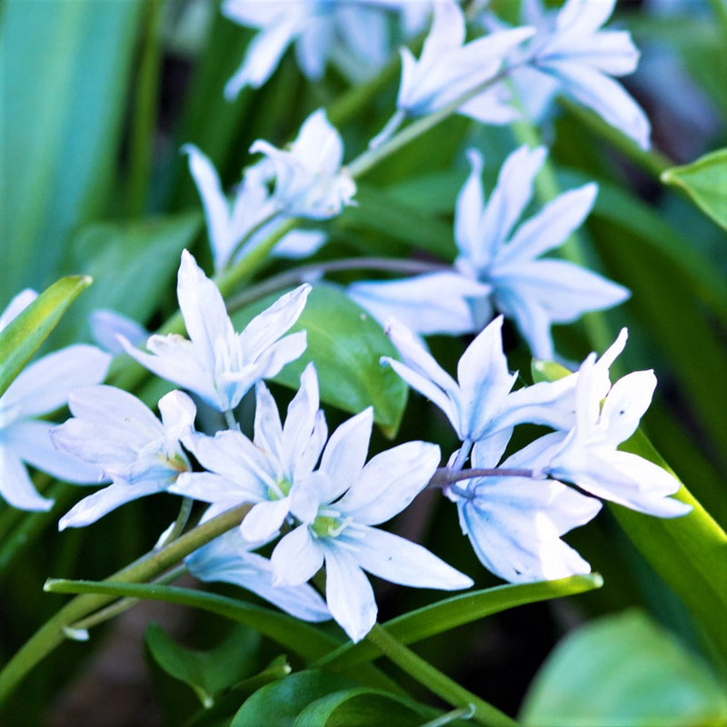 Scilla Persian Squill