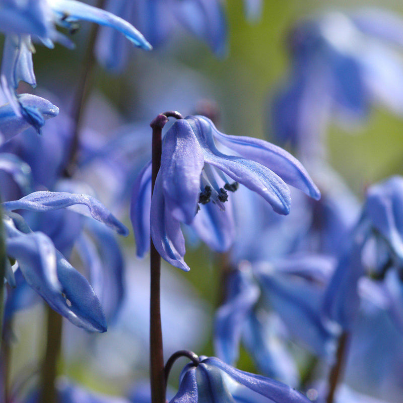 Scilla Siberica Spring Beauty