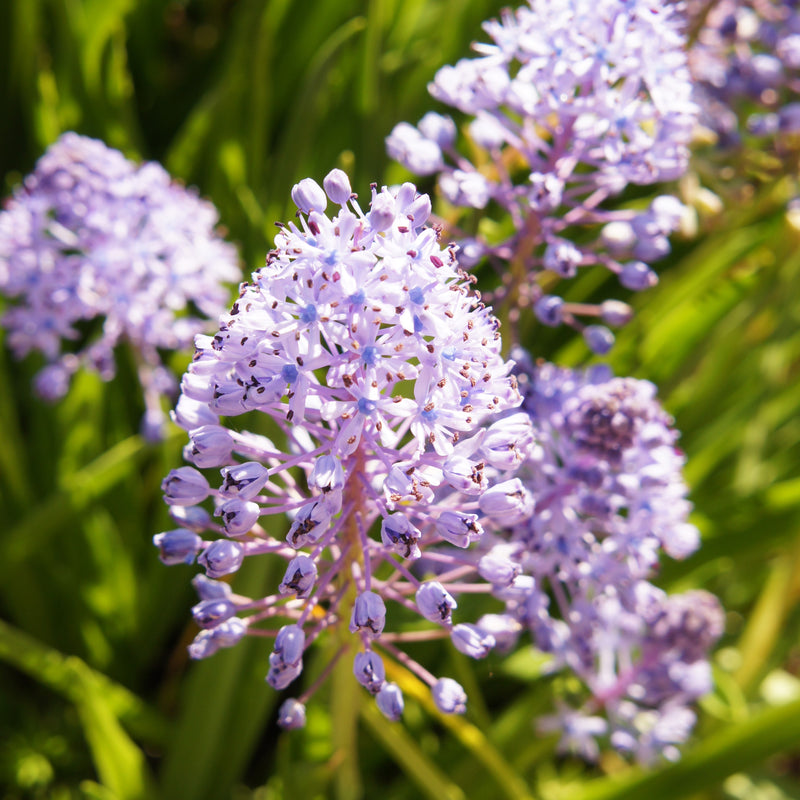 Scilla Amethyst Meadow Squill