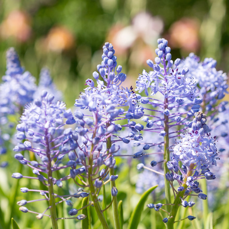 Scilla Amethyst Meadow Squill