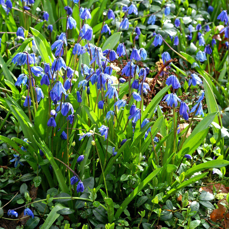 Scilla Siberica Spring Beauty