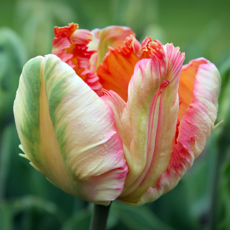 Tulip Apricot Parrot