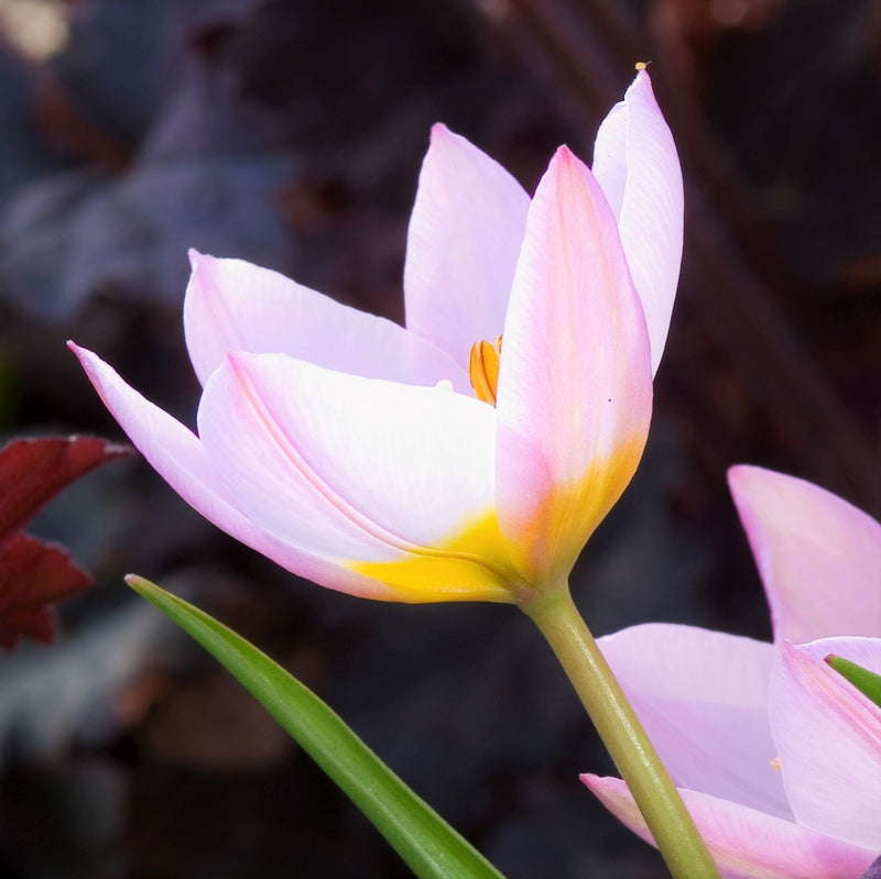 Tulip Bakeri Lilac Wonder