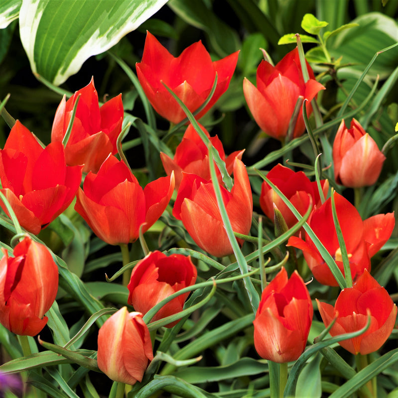 Tulip Batalinii Red Gem