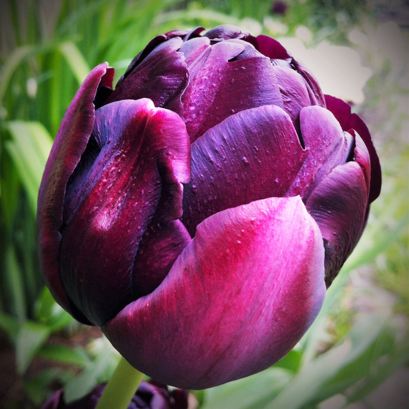 Tulip Black Hero